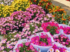 -溪岸路花鸟市场