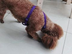 -爱侣宠医·鹦鹉专科·小型哺乳类·异宠专科(灵石路店)