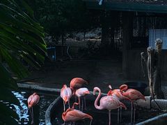 -清迈夜间动物园