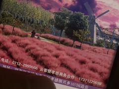 -金卉庄园