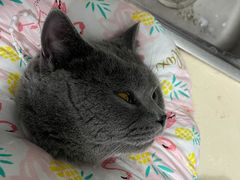 -顺强宠物诊所·狂犬免疫·夜诊·骨科(嘉定店)
