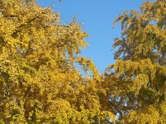 -三里屯东五街银杏大道