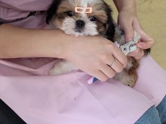 -圣宠宠物(平吉花卉市场店)