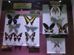 标本1-上海昆虫博物馆