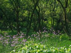 -西湖风景区-江洋畈生态公园