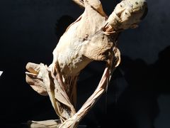 -生命奥秘博物馆