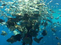 -瑞德姆美人鱼海底演艺主题餐厅(亚龙湾店)