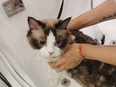 -Pets First伊珊娜洗护·精致美容·家庭式寄养(新会路店)