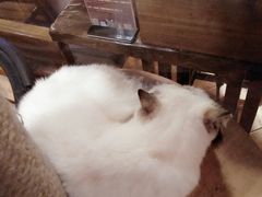 -喵园·猫主题咖啡厅·撸猫·猫咖(国贸店)