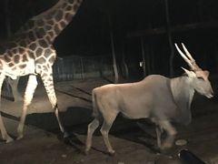 -清迈夜间动物园