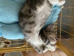 -伟伟宠物医院·CT影像中心·瑞派犬猫综合性门诊(汉口总院)