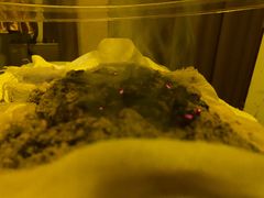 -大圣珍艾专业艾灸(万江0769店)