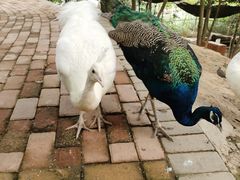 -泉州海丝野生动物世界