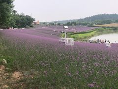 -大塘金香草谷