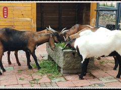 -长白岛森林公园