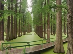 -渌洋湖湿地公园