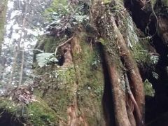 -阿里山神木遗迹