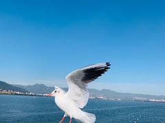 -海埂大坝