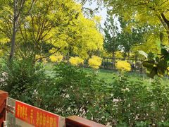 -西青郊野公园
