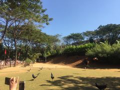 -西双版纳勐泐文化旅游区