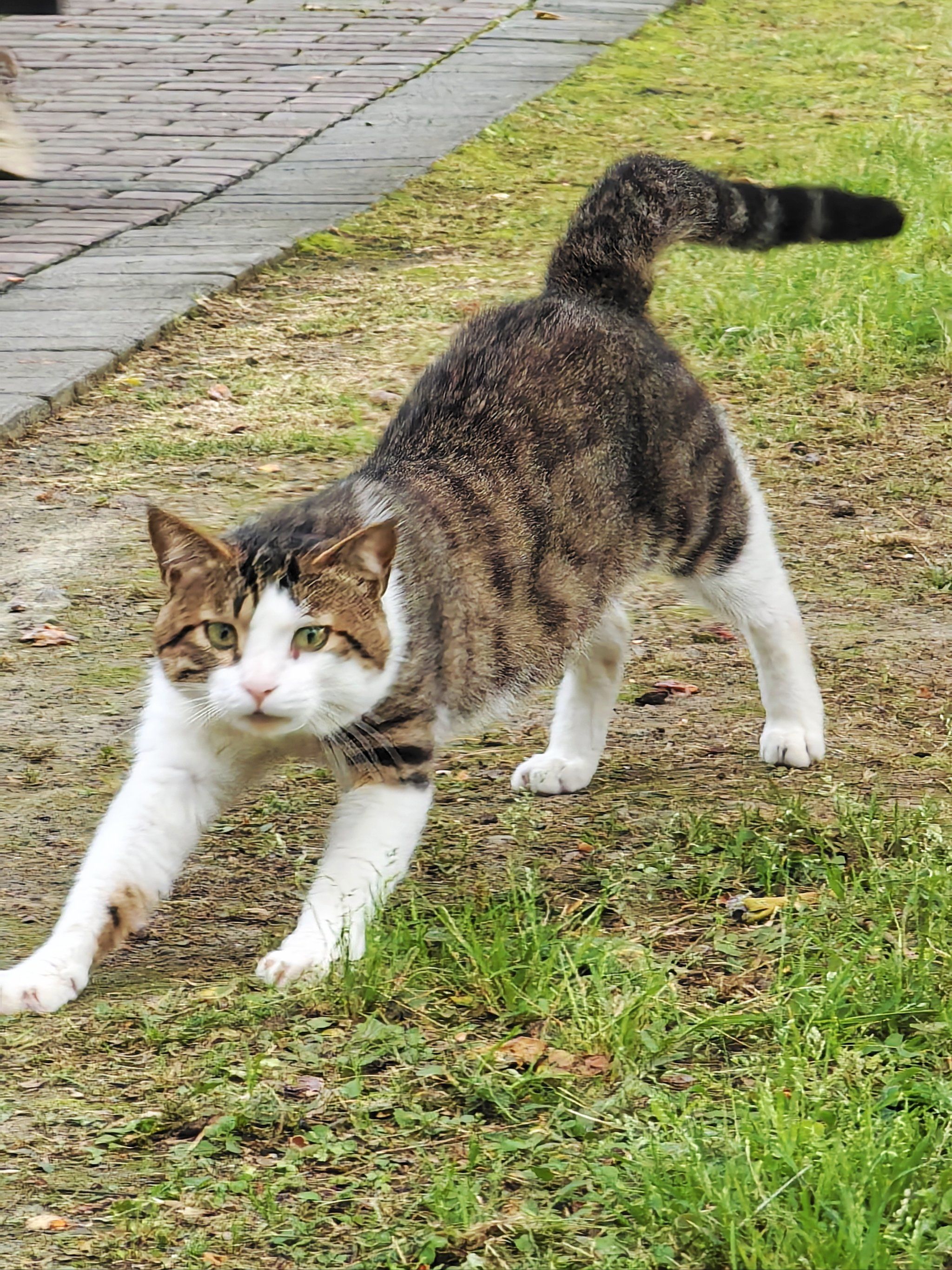 猫猫伸懒腰 你怎么这个姿势啊