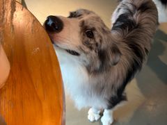 -爪吧宠物乐园 (温榆河示范区店)