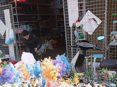 -哈尔滨道外花鸟鱼市场