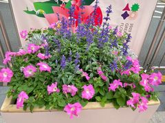 -深圳仙湖植物园