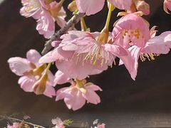 -无锡梅园公园