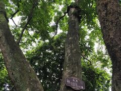 -张坝桂圆林公园