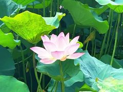 -荔湾湖公园