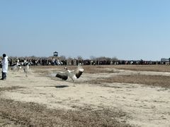 -盐城丹顶鹤湿地生态旅游区