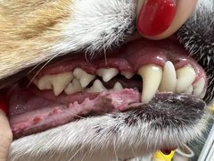 -宠福鑫康馨动物医院·骨科·眼科