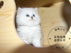 -喵zoo家庭繁育猫舍(尖东智能花园店)