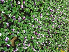 -金科花卉市场