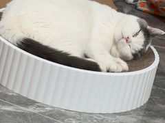 -爱诺耐芙动物医院(万博店)