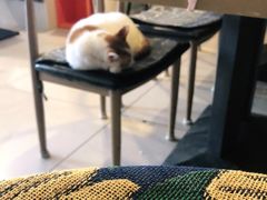 -平行世界·猫咖(首经贸店)