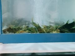 -重庆老船夫冷锅鱼(黄金路店)