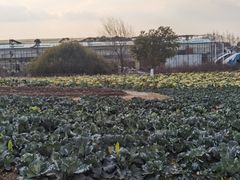 -上海都市菜园