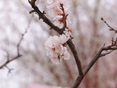 -桃花堤公园