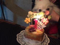 -百好乐宠物友好餐厅(朝外大街店)