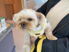 -帕帕拉兹宠物(亚洲旗舰店)