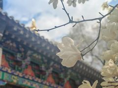 -护国法轮寺