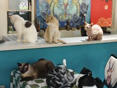 -猫小院猫主题餐厅(南锣旗舰店)