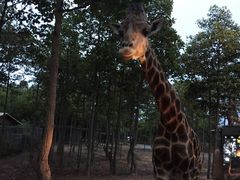 -清迈夜间动物园