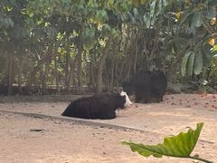 -深圳野生动物园
