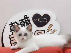 -瑞鹏宠物医院·夜间急症·心超·猫科(祖庙分店)