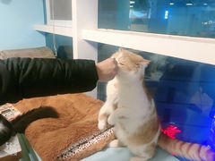 -遇见羊驼·奶狗咖·布偶猫咖·法斗柯基柴犬阿拉斯加(春熙路太古里IFS店)