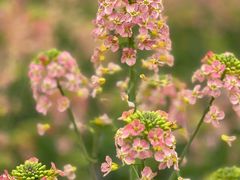 -中国天府农业博览园