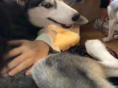 -Husky Go! 哈士奇体验馆·宠物咖啡厅狗咖